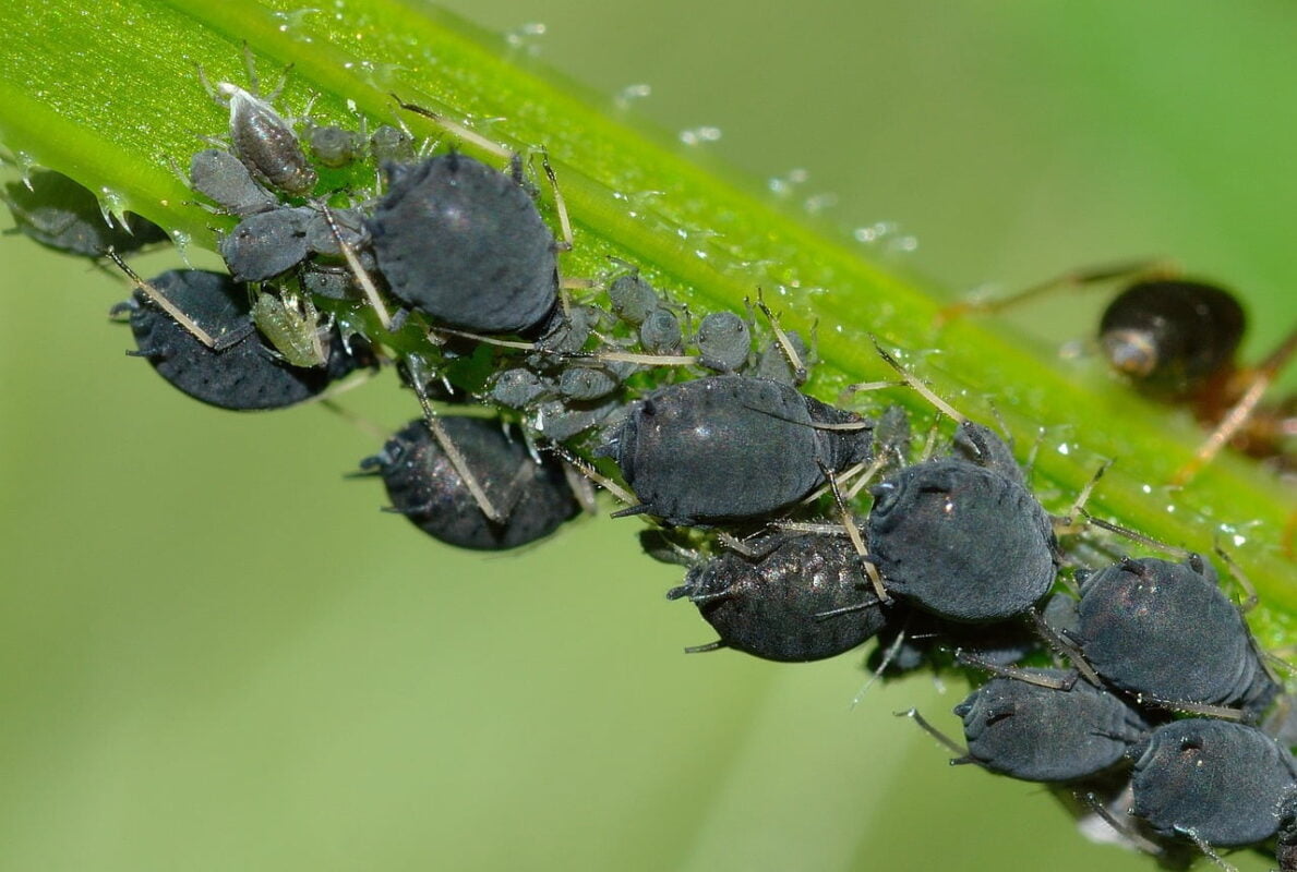 Tipos De Pulgones Especies Eliminar Plagas