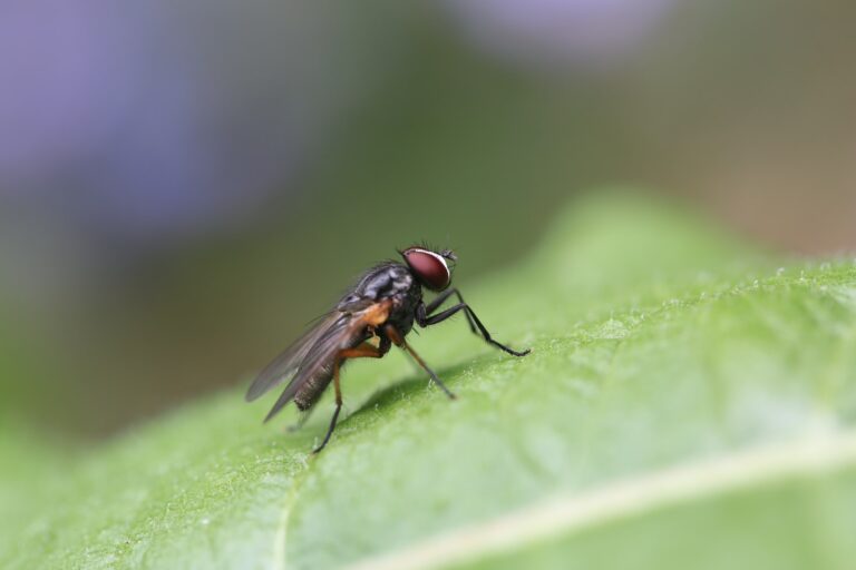 Mosca Doméstica Características Alimentación Y Reproducción