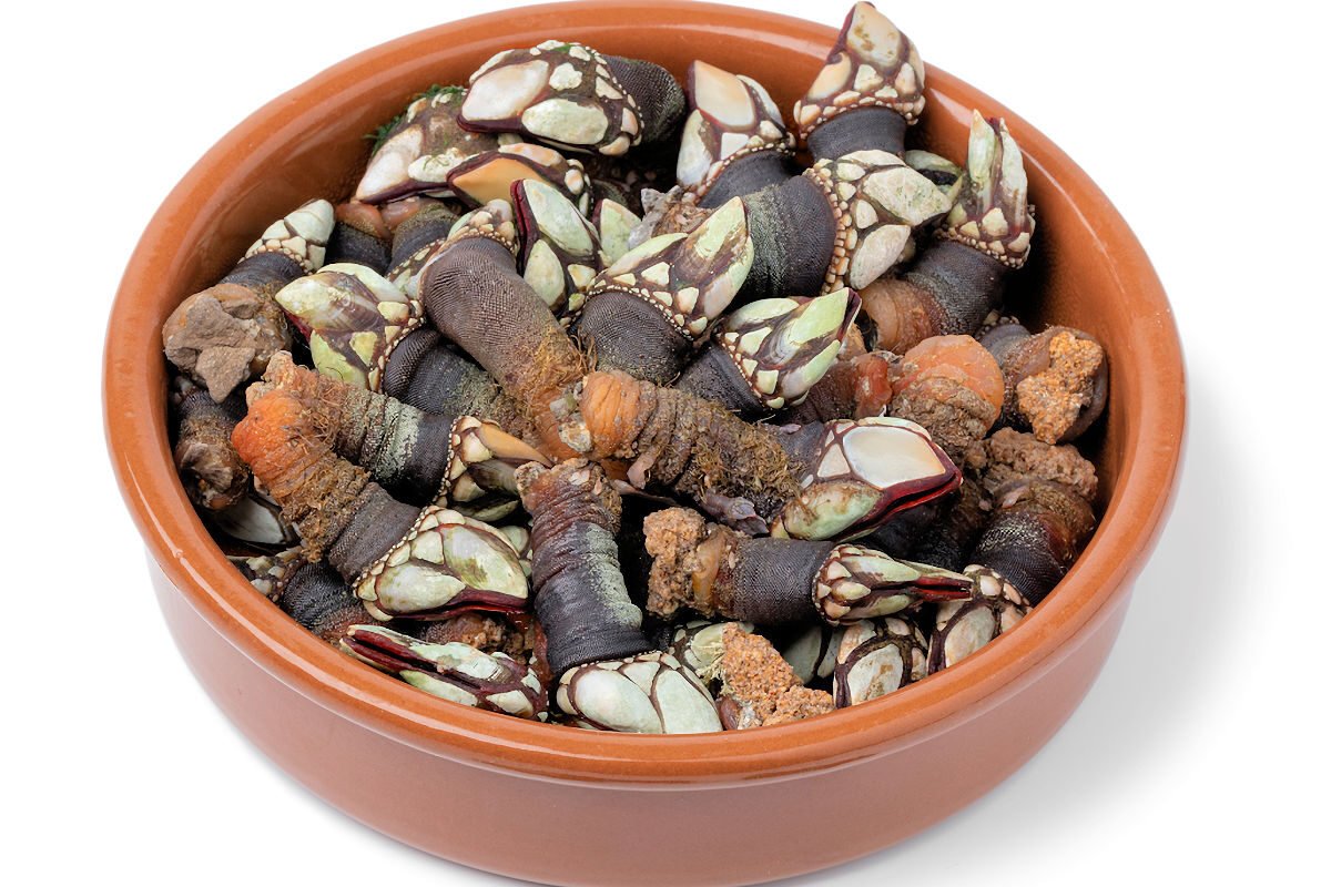 CÓMO COCER PERCEBES TIEMPO DE COCCIÓN