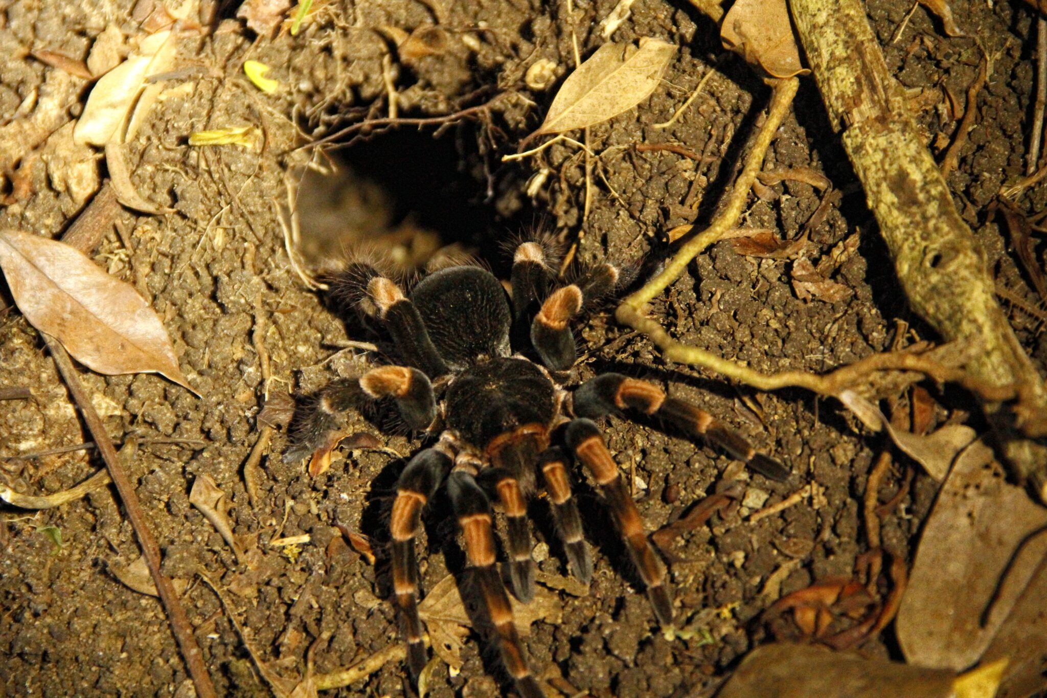 Tipos De Arañas Características Hábitat Y Sub especies