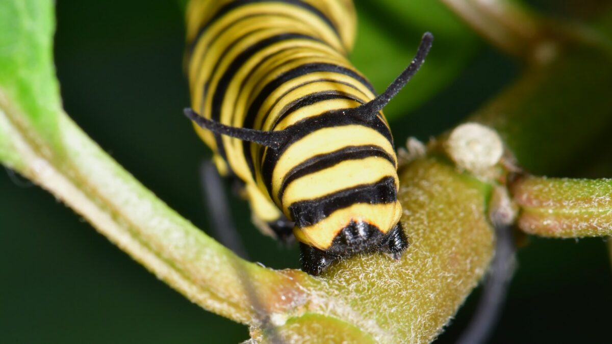 Picaduras De Insectos Más Peligrosos » Cómo Atenderlas