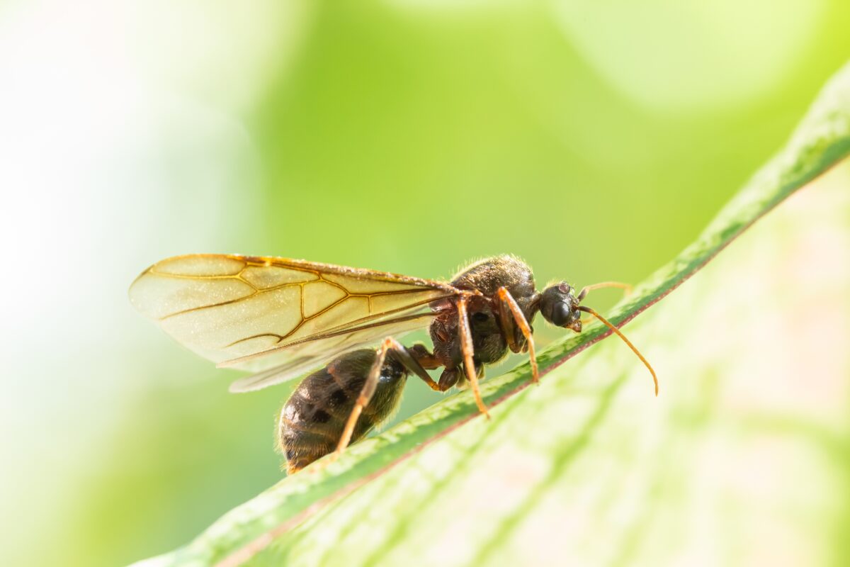 Hormigas Voladoras O Con Alas » Características Y Hábitat